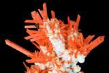 Bright Orange Crocoite With Gibbsite - Tasmania #171659-2